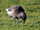 Brent Goose (WWT Slimbridge November 2013) - pic by Nigel Key